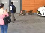 Три бабуина совершили дерзкий побег из автомобиля в Австралии