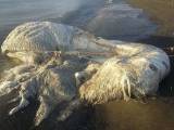 Тушу загадочного существа вымыло на побережье Филиппин (Видео) 2