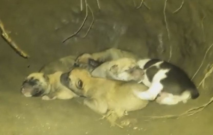 Вьетнамские волонтёры спасли собачье семейство, выкопав его из норы (Видео)