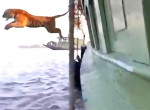 Видеосюжет с ревущим тигром, покинувшим судно и переплывшим реку, снова стало популярным в Индии