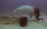Дайвер загипнотизировал акулу у побережья Багамских островов (Видео)
