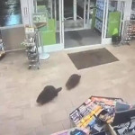 Два бобра, проникнув в магазин, изучили ассортимент товаров в американском супермаркете (Видео)