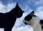 Говорливые коты «обсудили» поведение своей хозяйки и рассмешили Интернет