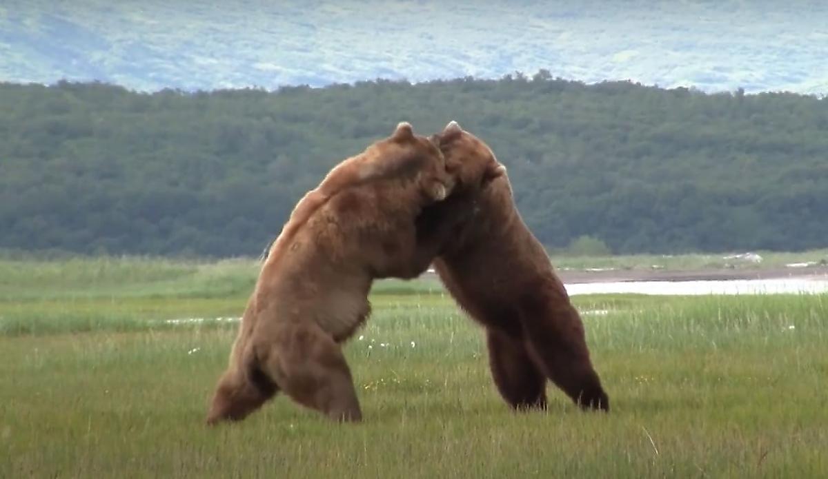 Косолапые самцы, не поделив медведицу, устроили разборку на глазах у туриста на Аляске