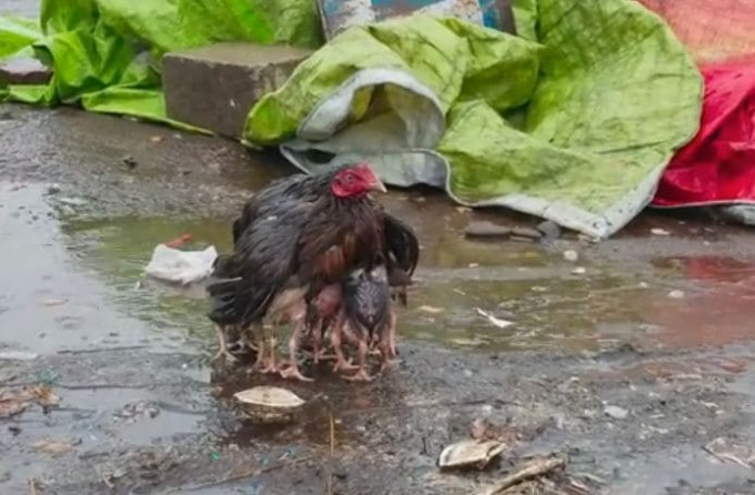 Курица спрятала своё потомство от дождя в Индии (Видео)