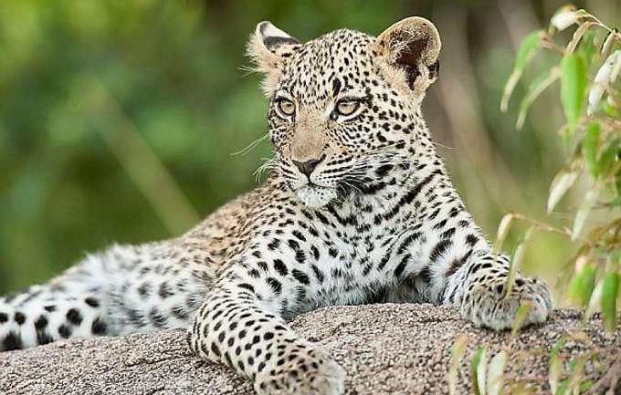Леопард отобрал у матери трёхлетнего ребёнка в Индии