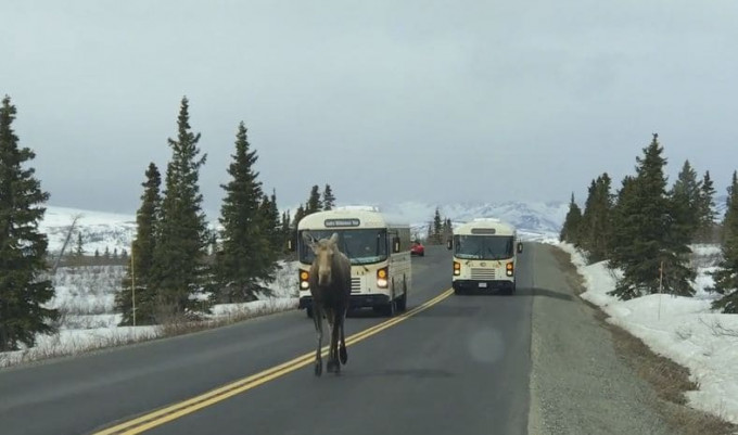 Лось перекрыл движение транспорта на магистрали на Аляске (Видео)
