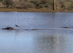 Отважная цапля устроила сёрфинг на бегемоте в сопровождении крокодила ▶