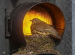 Семейство дроздов свило в светофоре уютное гнездо для своих птенцов 6
