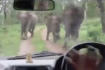 Семейство слонов заставило держать дистанцию туристов на автобусе в индийском парке (Видео)