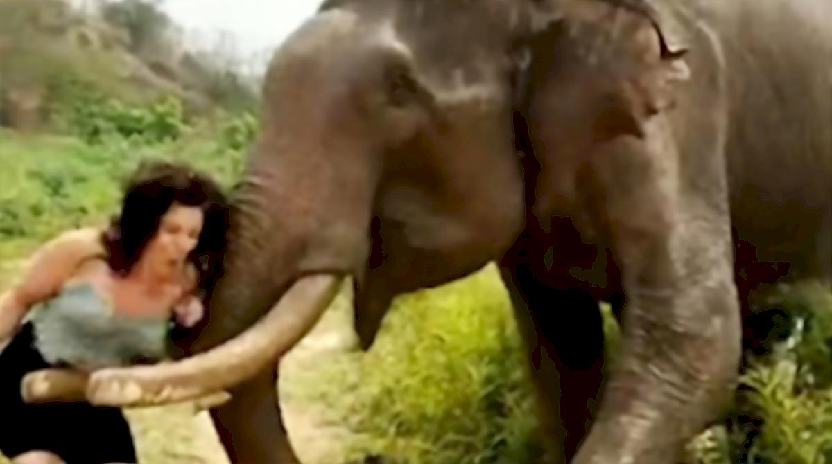 Слон отправил в полёт девицу, дразнившую его бананом на Шри-Ланке