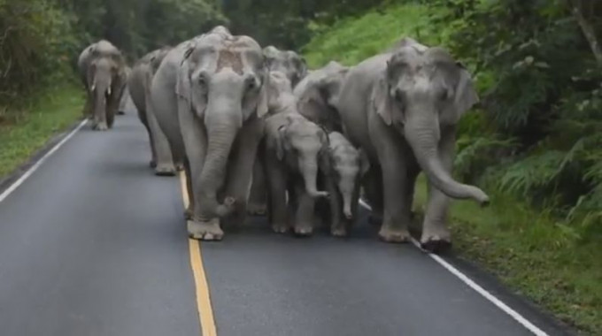 Стадо слонов вышло на большую дорогу в Тайланде (Видео)