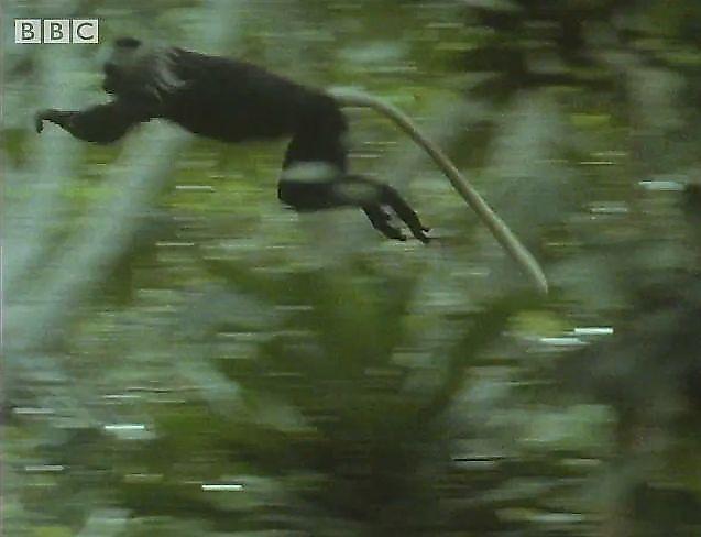 Стая кровожадных шимпанзе устроила охоту на обезьян ▶