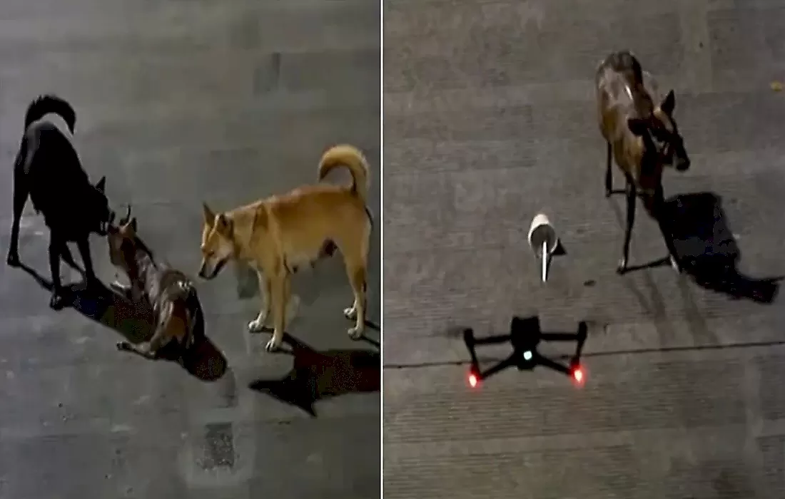 Студенты, используя дрон, спасли редкого оленя от бездомных псов: видео