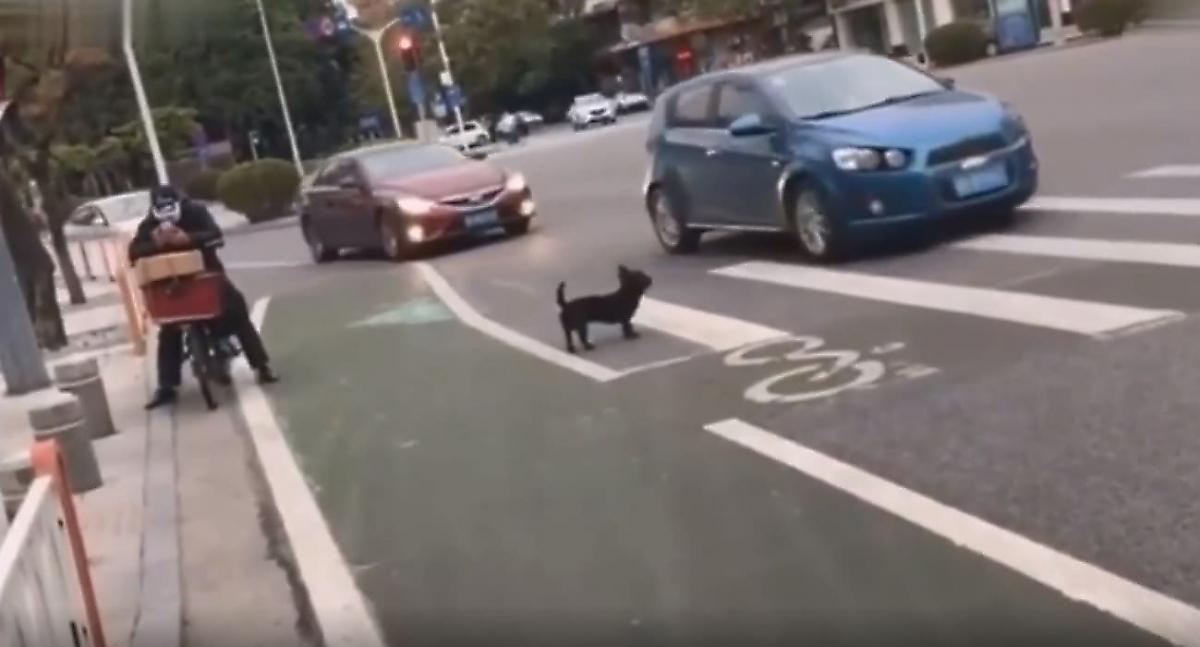 Умный пёс по «зебре» пересёк дорогу, несмотря на проезжающие автомобили