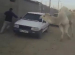 Упрямый верблюд устроил забег вокруг автомобиля, чтобы догнать наглеца ▶