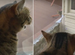 Визгливая кошка «наорала» на замеченную на крыше дома соплеменницу