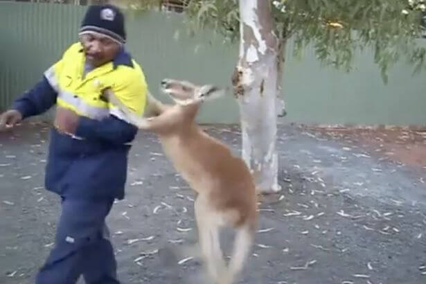 Дерзкий кенгуру бросил вызов австралийскому строителю. (Видео)