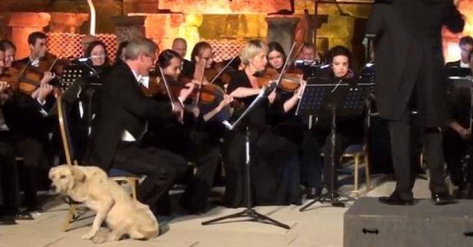 Во время концерта Венского камерного оркестра, в Турции, собака улеглась возле дирижёра (Видео)