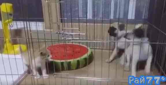 Котёнок находящийся в одной клетке с двумя негостеприимными мопсами показал кто в доме хозяин и посеял панику в собачьем коллективе.