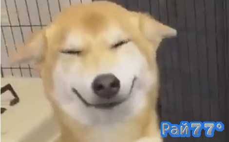 Самый счастливый пёс на свете покорил интернет. (Видео): Зоовести - Экшн  Ньюс