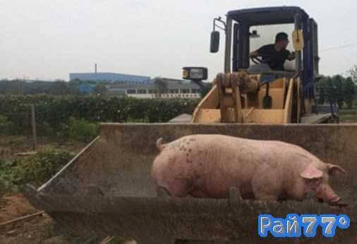 Свинья была возвращена фермеру.
