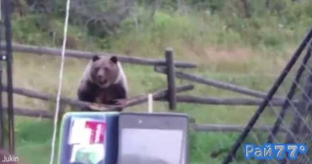 Три медведя гризли наведались в частное жилище в Канаде. (Видео)