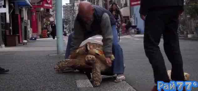 Житель Токио Хисао Митани 20 лет назад вместе со своей женой купил в зоомагазине гигантскую, шпороносную черепаху и с тех пор не расстаётся со своим любимцем.