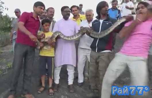 Во время коллективного фотографирования с питоном в городе Маунт Абу (район Раджастхан) один из молодых людей стал мишенью для змеи.