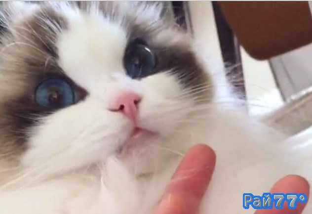 Голубоглазый кот по имени Moggy приковал внимание сотен тысяч пользователей со всего мира, став героем короткого видео ролика, где он с наслаждением облизывает пальцы рук своего хозяина.