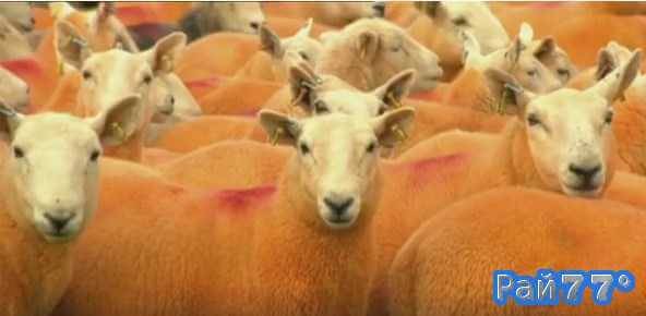 Пип Симпсон, владелец фермерского хозяйства в населённом пункте Траутбек (графство Камбрия) покрасил 800 овец в оранжевый цвет, чтобы пресечь воровство животных.