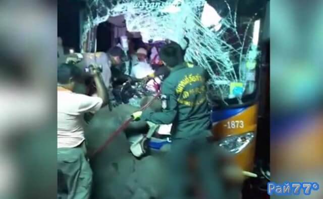 8-летний слон забрёл на скоростную магистраль пролегающую между Бангкоком и городом Чиангмай и угодил под автобус с 25 пассажирами на борту.