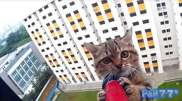 Спасатель вызволил из заточения четырёхмесячного котенка, застрявшего на выступе многоэтажки в Сингапуре (Видео)