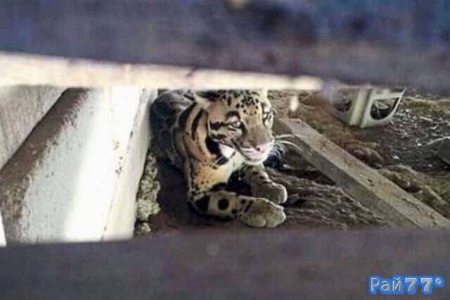 Жители малайзийской деревни обнаружили редкого леопарда под своим домом
