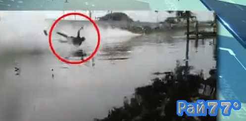 Во время проведения водного шоу при участии скоростных катеров - глиссеров на реке в провинции Патхумтхани случайный свидетель заплыва запечатлел необычный момент погружения в водоём на большой скорости молодого человека.