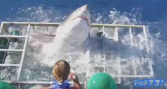 Команда любителей острых ощущений из Калифорнии ​во время съёмок морских обитателей недалеко от острова Гуадалупе (Мексика) стала объектом для нападения белой акулы.