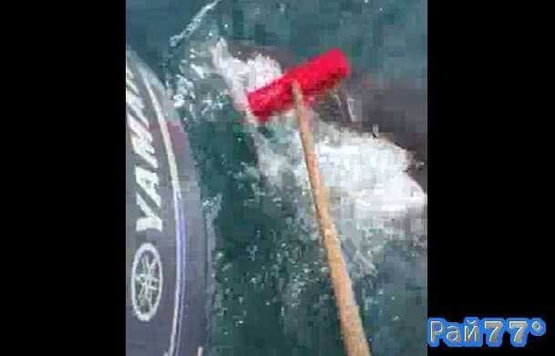 Житель города Порт-Фейри по имени Дэн во время рыбалки стал мишенью для белой акулы, которая решила проверить на прочность лодку молодого человека