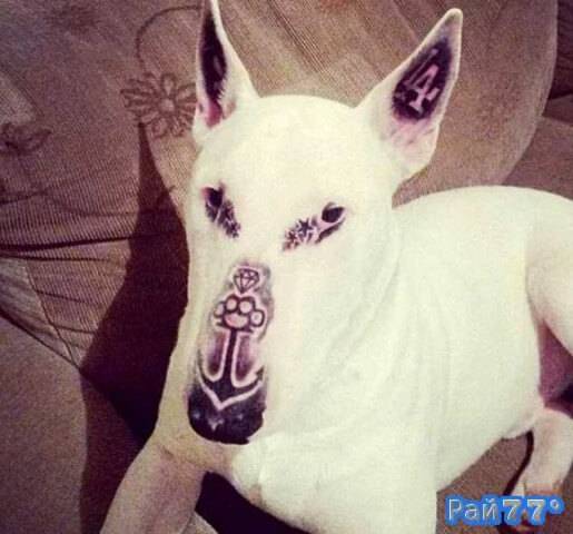 Адвокат Фернанда Соарес (Fernanda Soares) обнаружил на странице соц. сети фотографию собаки, на морде и ушах которой «красовалась» татуировка с кастетом, алмазом, якорем и символикой бейсбольного клуба Los Angeles Dodgers.