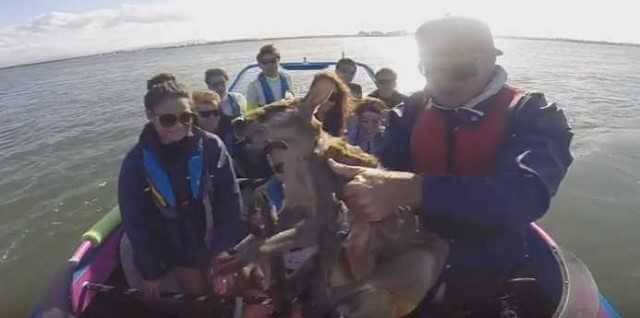 Джейми Эрли, туристический гид на моторной лодке спас детёныша кенгуру, сбежавшего от собаки и уплывшего далеко от берега на острове Страдброук, расположенного в окрестностях Квинсленда, в Австралии.