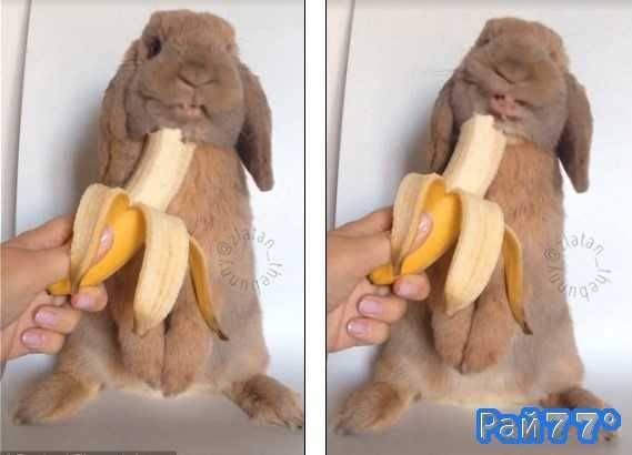 Кролик по имени Златан, ранее замеченный за поеданием разных овощей и фруктов снова привлёк внимание к своей персоне и на этот раз лопоухий полакомился бананом.