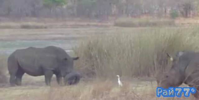 Ветеринары освободили носорога от шины, застрявшей на морде животного в африканском заповеднике (Видео)