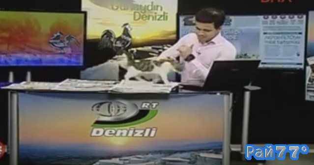 Наглый котёнок прогулялся по столу ведущего во время прямого эфира выпуска новостей в Турции (Видео)