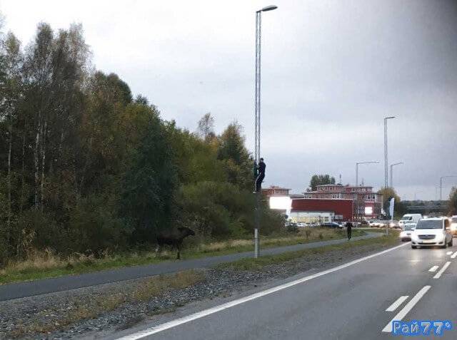 Разгневанный лось загнал молодого человека на фонарный столб в Швеции. (Видео)