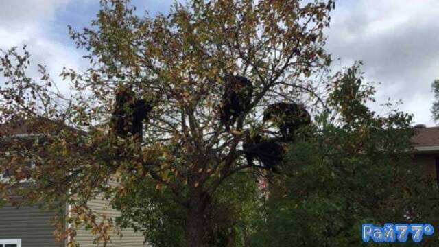 Целое семейство медведей комфортно разместилось на ветвях яблони в Канаде (Видео)