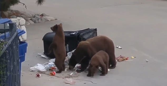 Медвежье семейство устроило пикник возле мусороприёмника в Калифорнии. (Видео)
