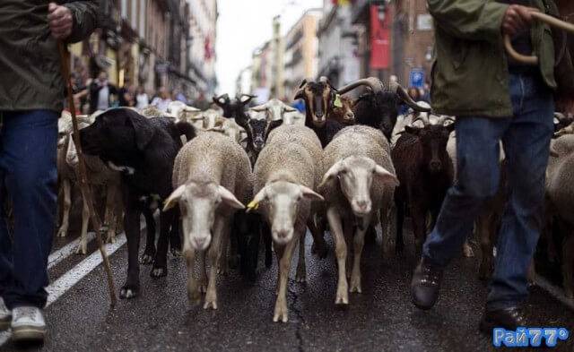 Овцы прошагали по улицам Мадрида