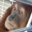 Работники спасательного центра освободили прикованного к стене детёныша орангутанга в Индонезии 2