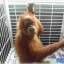 Работники спасательного центра освободили прикованного к стене детёныша орангутанга в Индонезии 1
