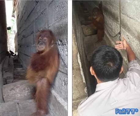В Малайзии спасли прикованного к стене орангутанга