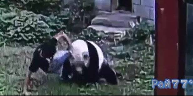 Турист произвёл «неизгладимое» впечатление на своих подруг, забравшись в вольер к панде, в китайском зоопарке (Видео)